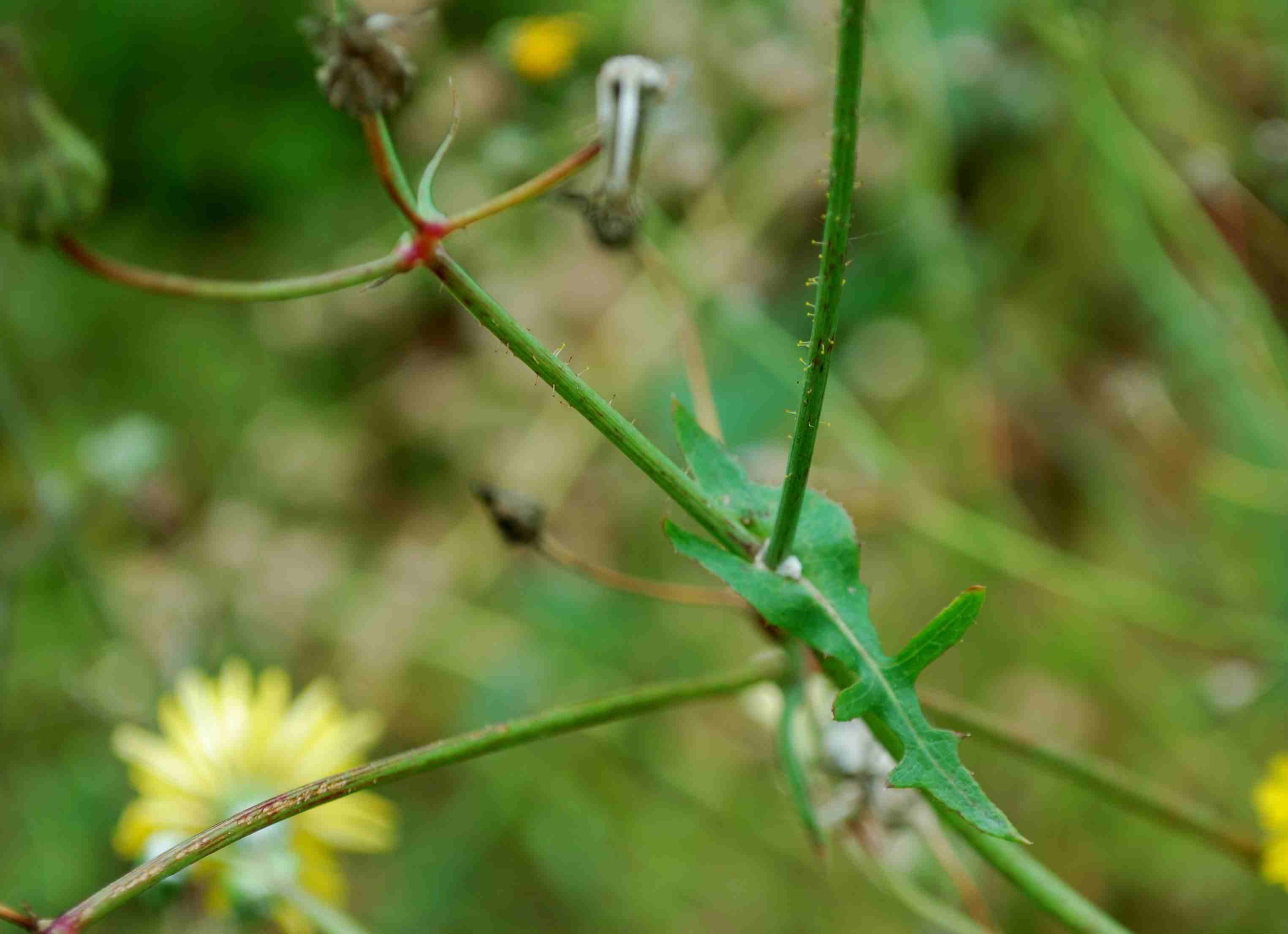 da determinare 2 - Sonchus sp.